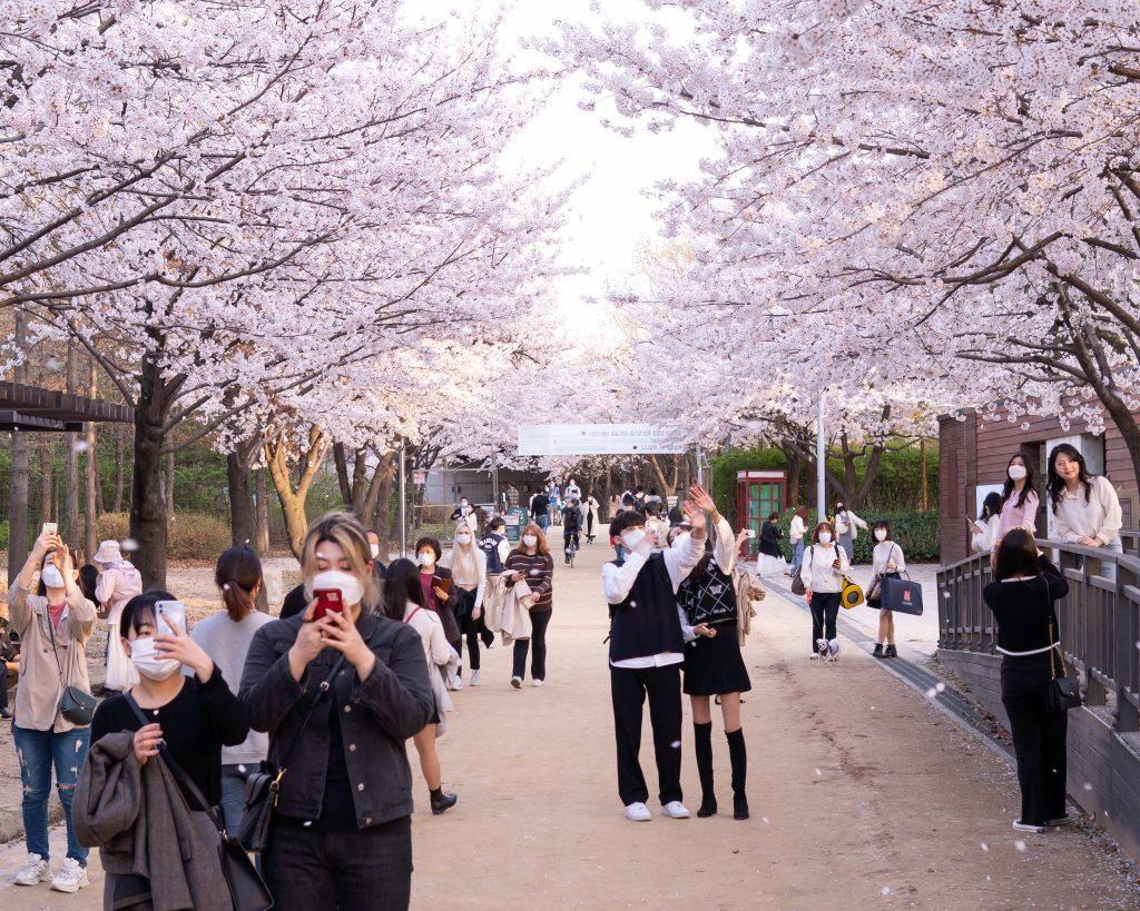 Young Japanese people viewing cherry blossoms at a Tokyo park