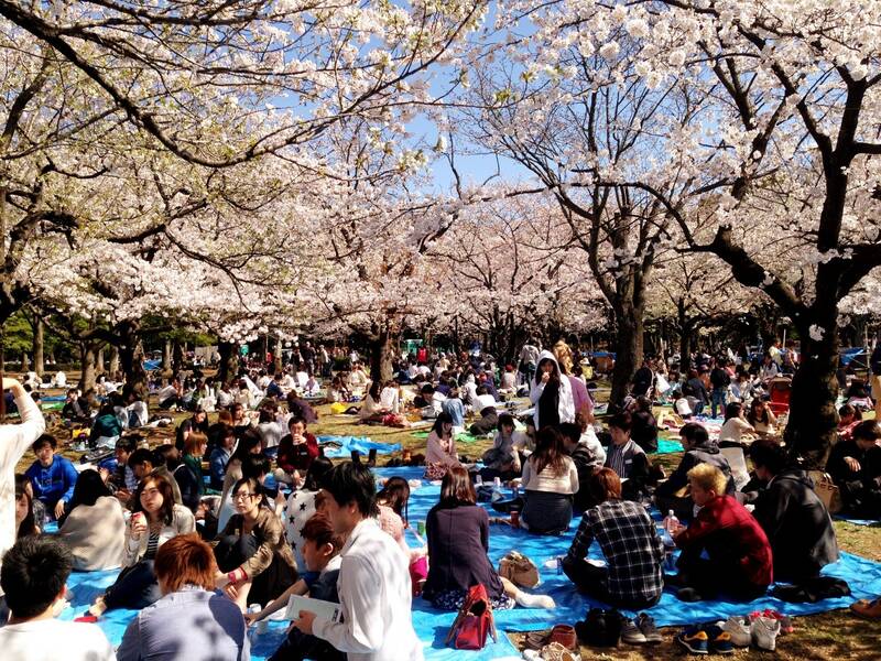 Japanese people having picnic in a park during Hanami