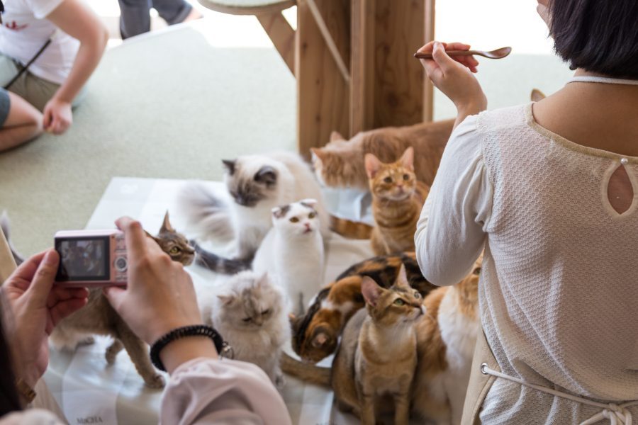 Animal cafes in Tokyo